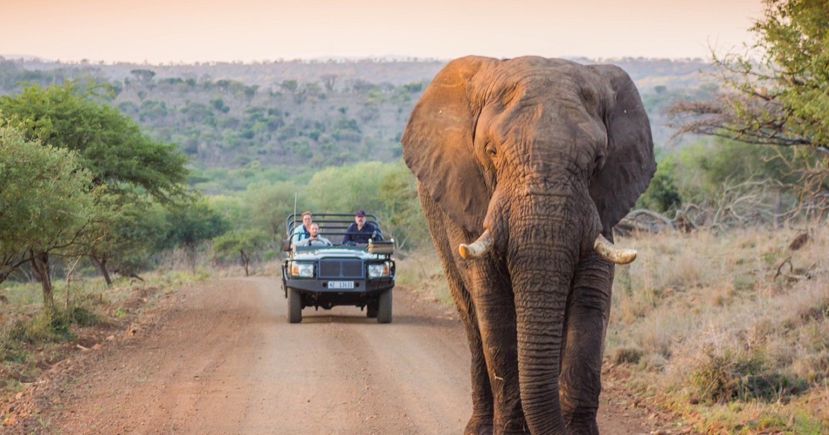Wildlife Brotherhood Safari